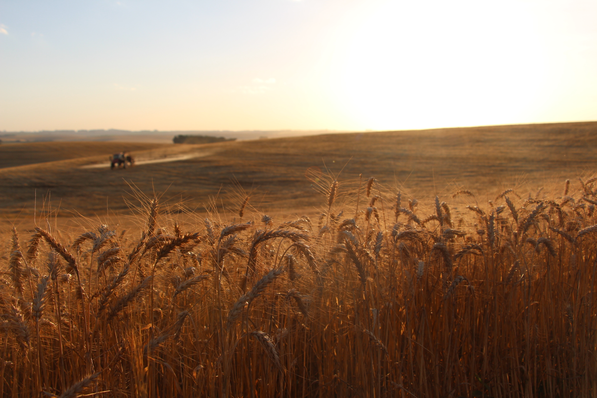 Como escolher a cultivar de trigo ideal para sua lavoura? - Stedile ...